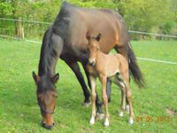 Trakehner - Tradition und Zukunft "Dana III und Diskus"