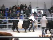 "Joy vom Rennsteig" im Ring