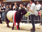 Juniorchampion 2013