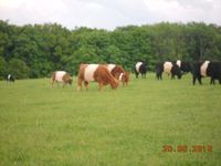 Unsere Herde