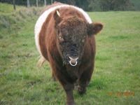 Neandertal Rufus of Mochrum
